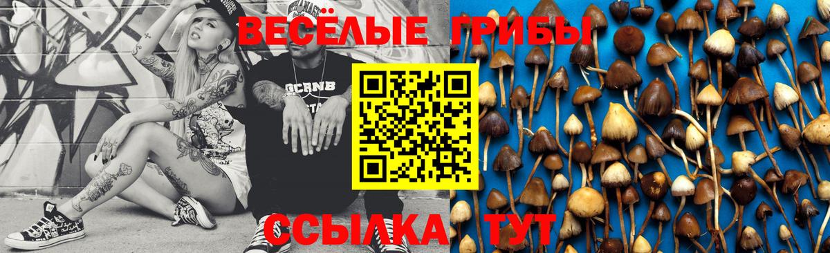 Касимов  Галлюциногенные грибы Psilocybine cubensis  Вход с VPN 